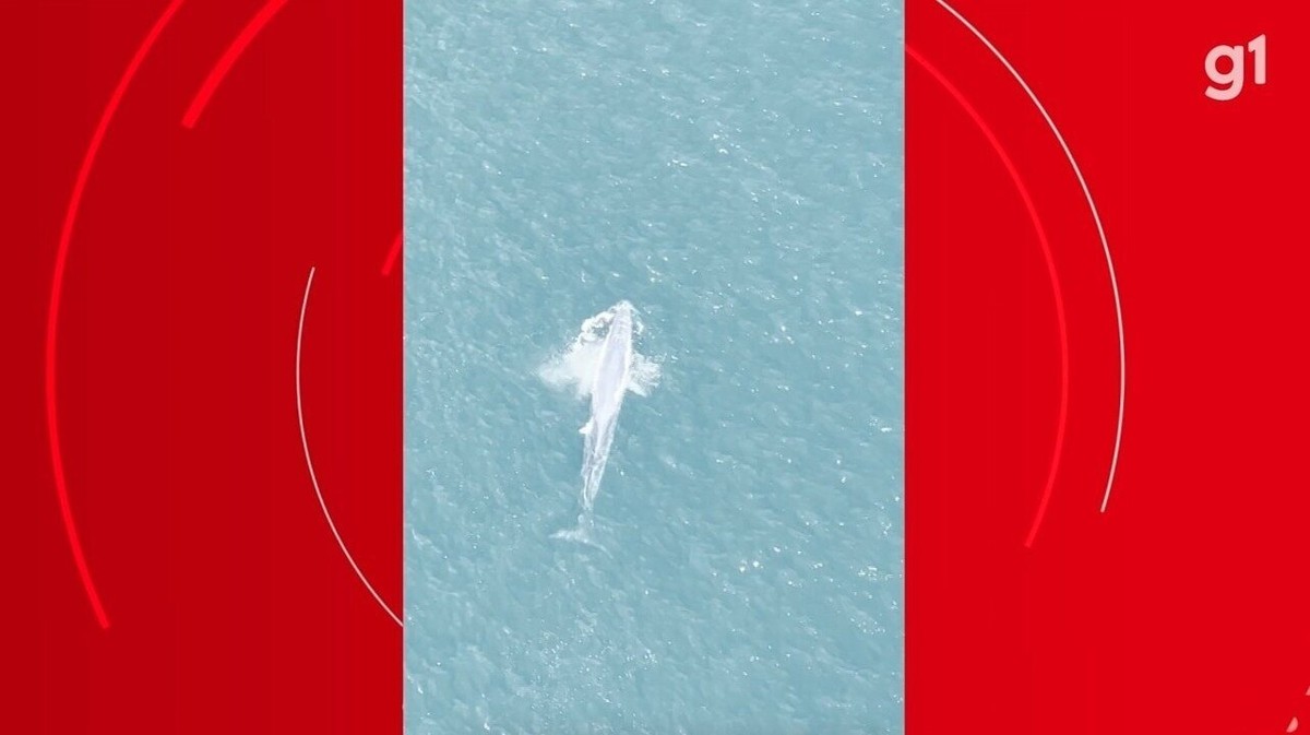 Piloto flagra baleia-de-bryde durante voo de paramotor em Saquarema, RJ; VÍDEO | Região dos Lagos