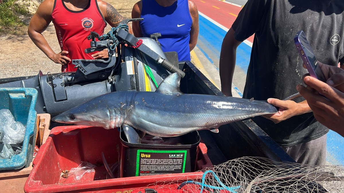 Tubarão-azul é capturado por engano junto com peixes em Maricá, no RJ | Região dos Lagos