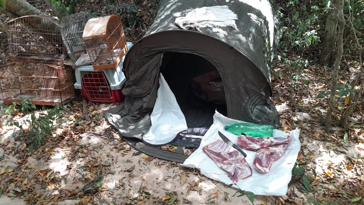 Carne suspeita de ser de animal em extinção é encontrada em ação contra caça ilegal em São Pedro da Aldeia, no RJ | Região dos Lagos