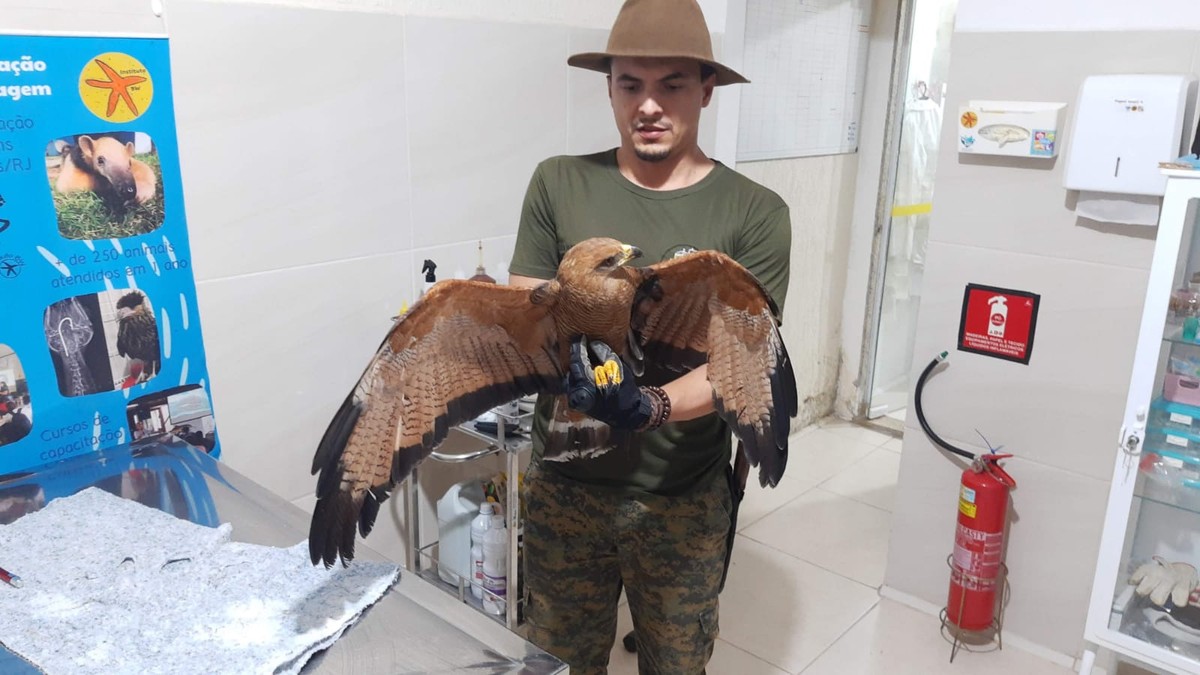 Aves e cobra são resgatadas pela Guarda Ambiental de Saquarema