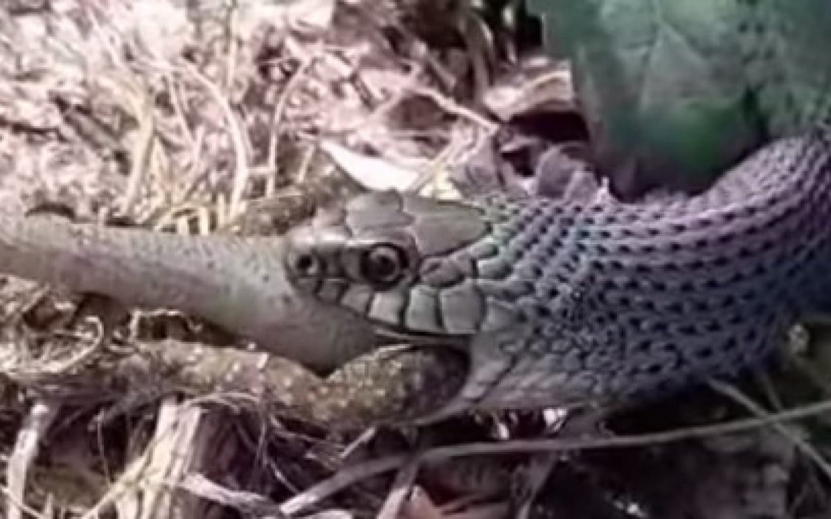 Cobra papa-pinto é flagrada ‘almoçando’ em Arraial do Cabo | Arraial do Cabo - Rio de Janeiro