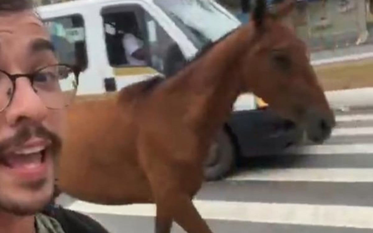 Ciclista resgata cavalo solto na Rodovia Amaral Peixoto, em Rio das Ostras | Rio das Ostras