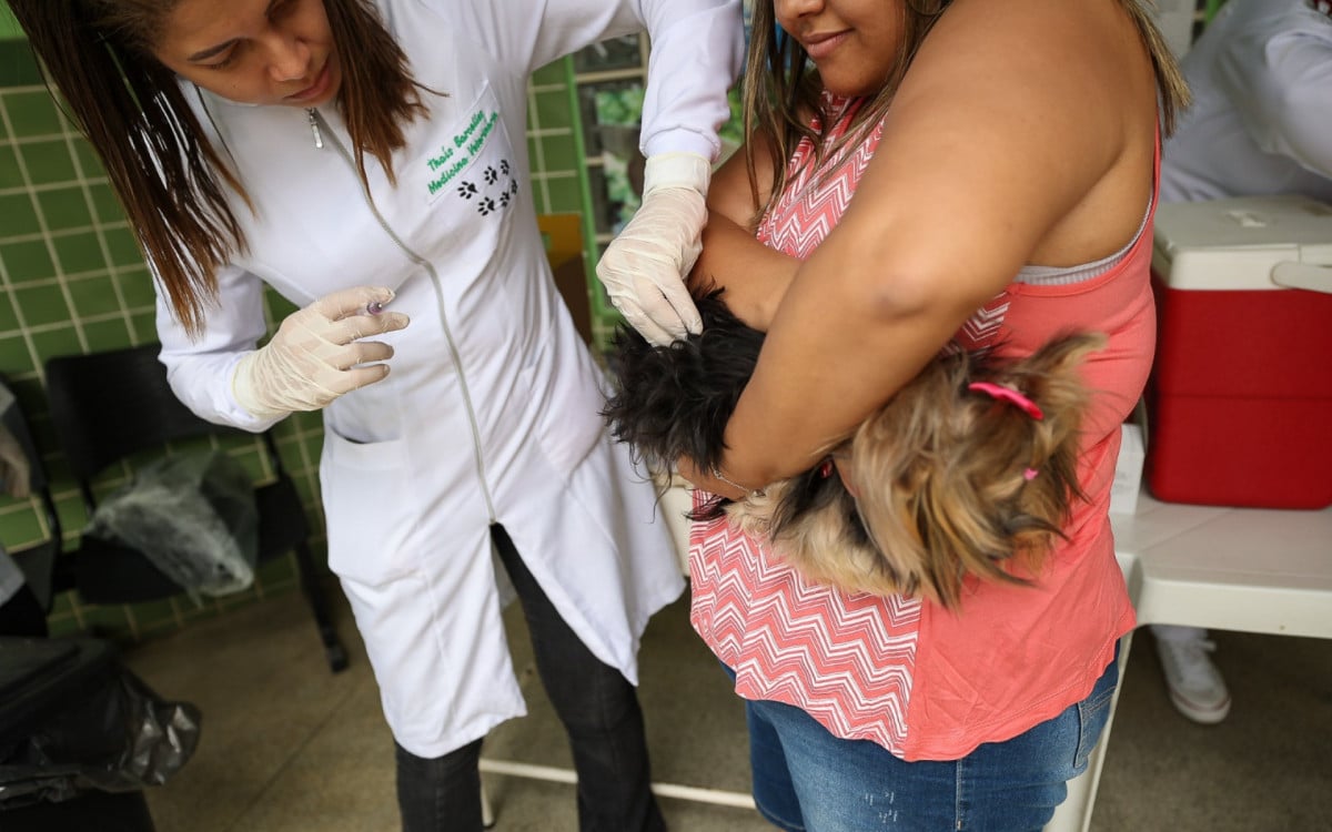 Campanha de Vacinação Antirrábica: Saquarema imuniza mais de 21 mil animais em 2023 | Saquarema