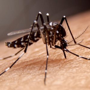 Todos Contra a Dengue: Prefeitura de Araruama alerta moradores sobre as medidas de combate à proliferação do Aedes aegypt | Araruama