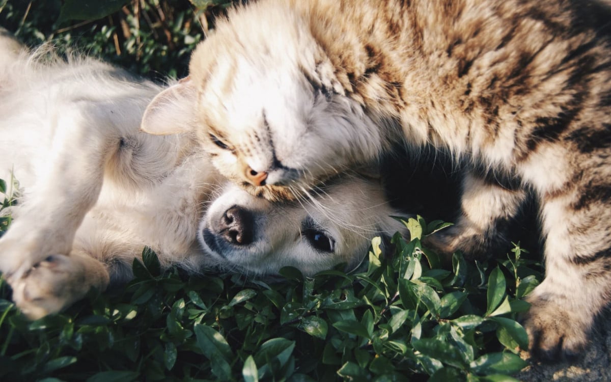 Feira de Adoção de Cães e Gatos vai acontecer durante todo o mês de janeiro em Araruama | Araruama