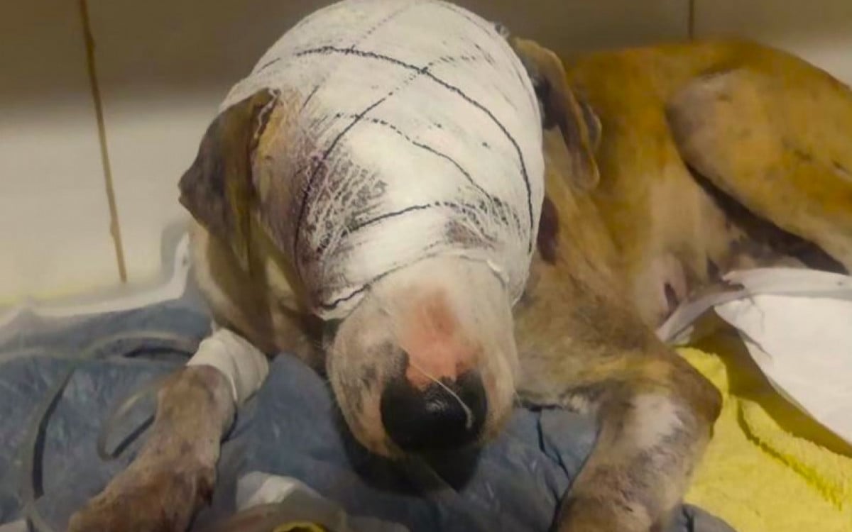 ONG Adote em Rio das Ostras pede ajuda financeira para tratamento de cadela vítima de crueldade | Rio das Ostras