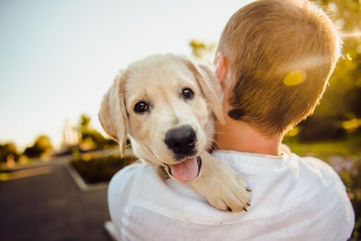 cachorro abraço