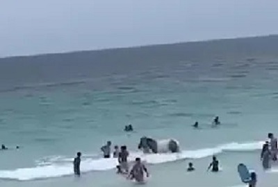 Vídeo de cavalo tomando banho em praia da Região dos Lagos viraliza | Enfoco