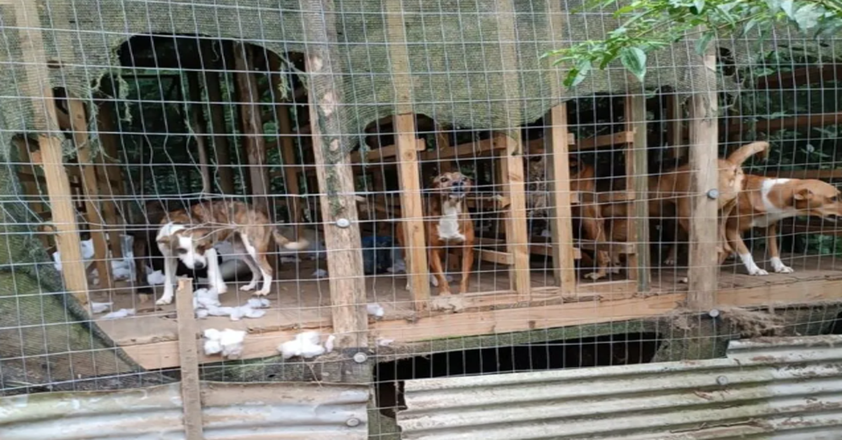 Proprietária de hospedagem para pets é detida por maus-tratos a animais em Santa Catarina