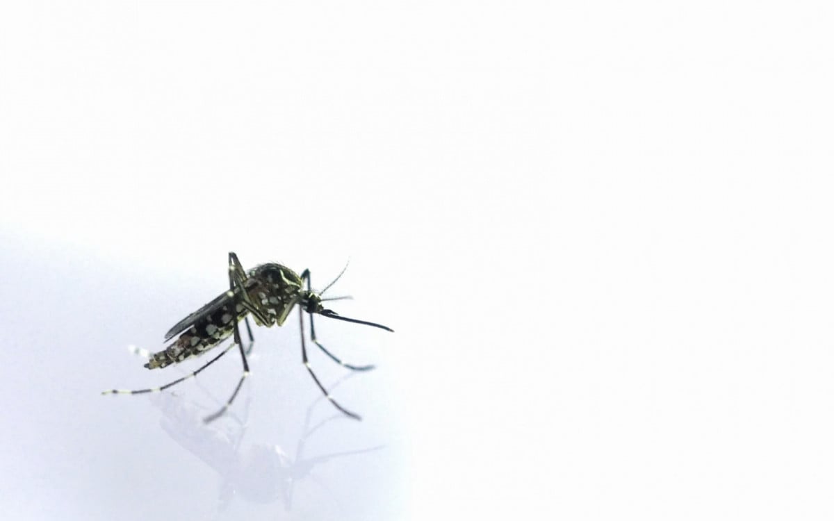 Prefeitura de Araruama vai realizar ação de combate à dengue na Praça da Bíblia nesta sexta-feira | Araruama