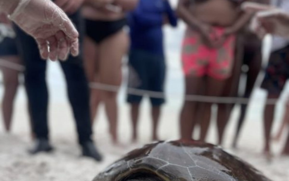Após quatro anos, tartaruga é reencontrada durante monitoramento nas águas de Arraial | Arraial do Cabo - Rio de Janeiro