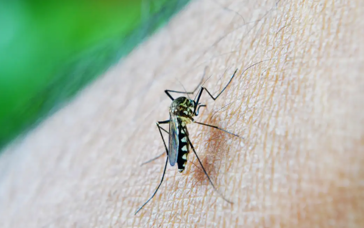 Prefeitura de Saquarema cria plataforma de monitoramento e combate à Dengue | Saquarema