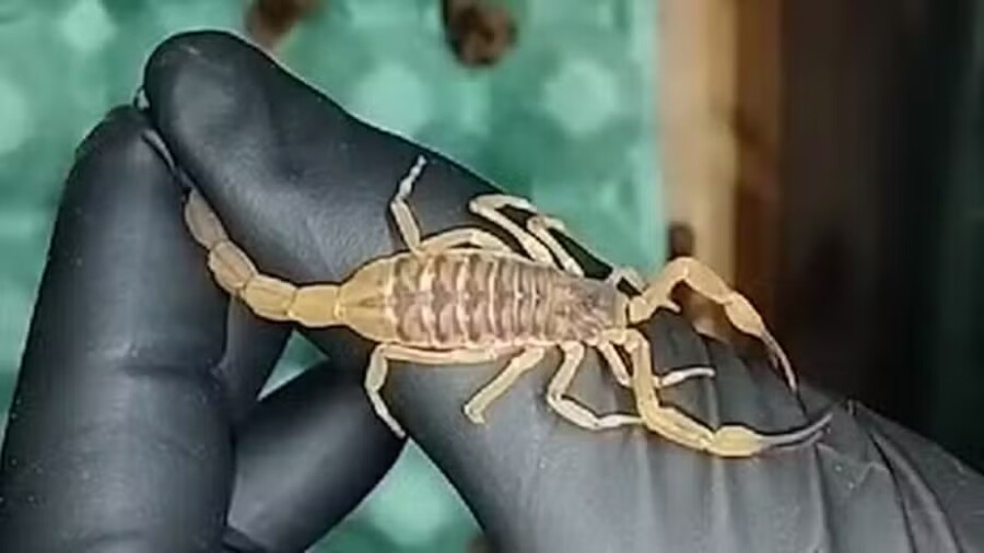 Morador de Búzios afirma ter encontrado oito escorpiões em um único dia