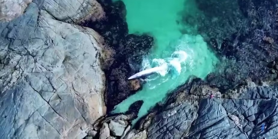 Baleia presa entre rochas é resgatada em Arraial do Cabo; vídeo | Enfoco