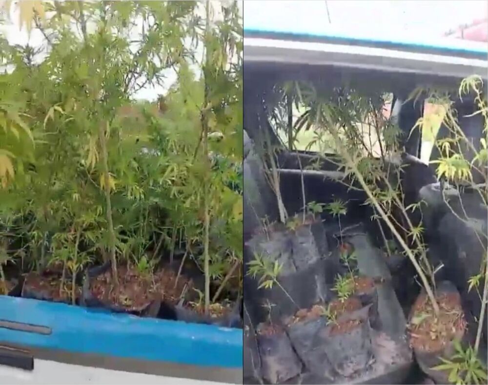 Homem é preso com plantação de maconha em Cabo Frio | Enfoco