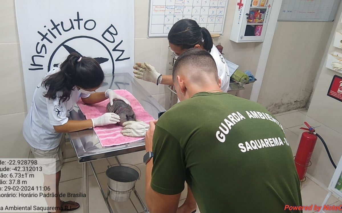 Guarda Ambiental de Saquarema resgata tatu atacado por cães em Itaúna | Saquarema