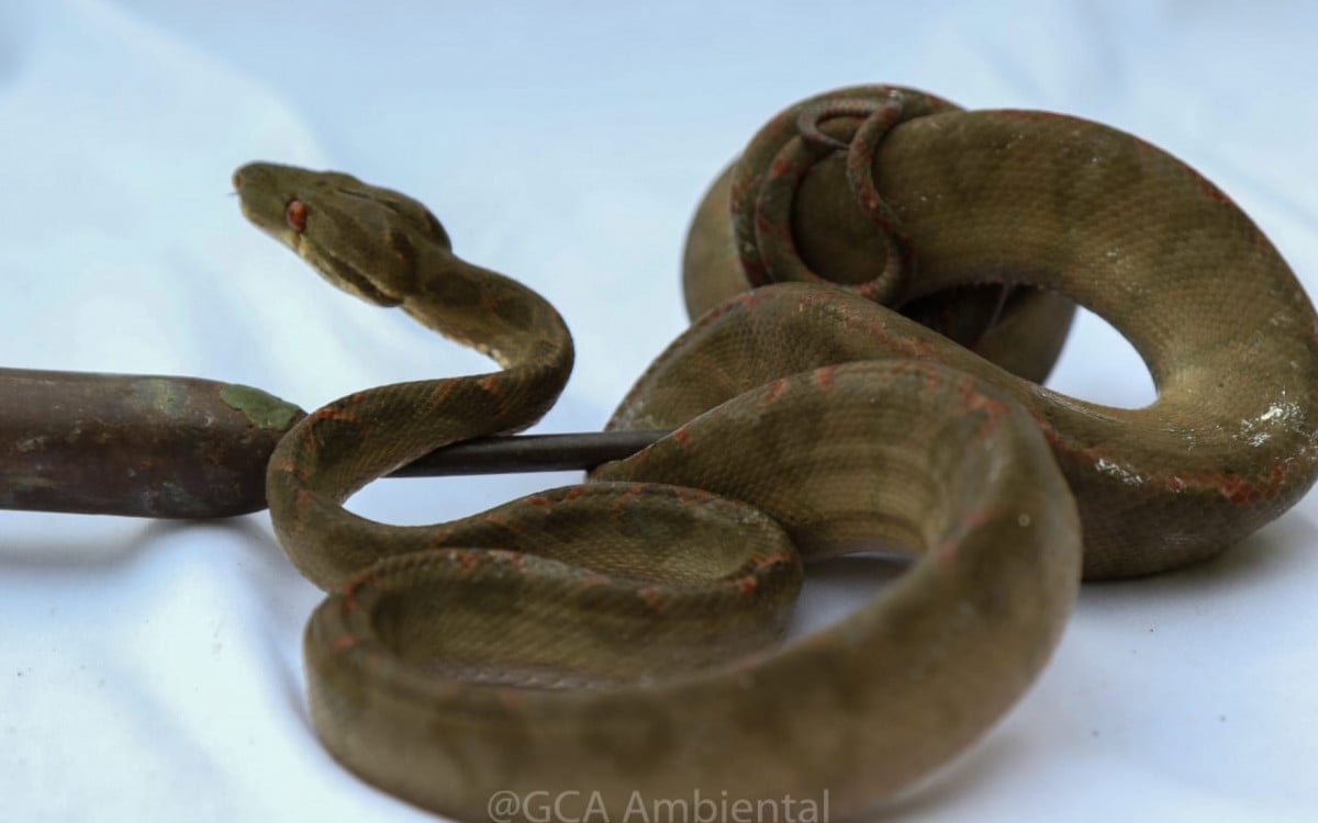Guarda Ambiental de Saquarema resgata cobra encontrada na agência dos Correios | Saquarema