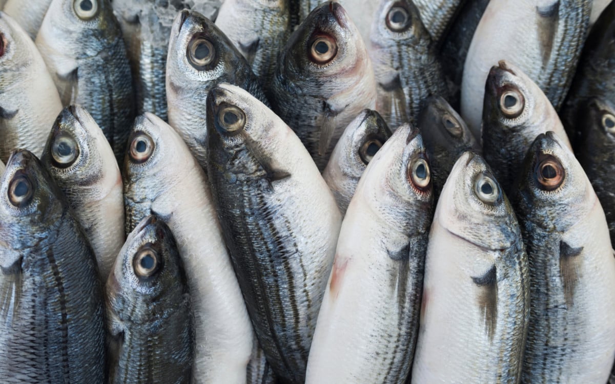 8ª edição do Feirão do Peixe da Semana Santa acontece de 27 a 30 de março em Araruama | Araruama