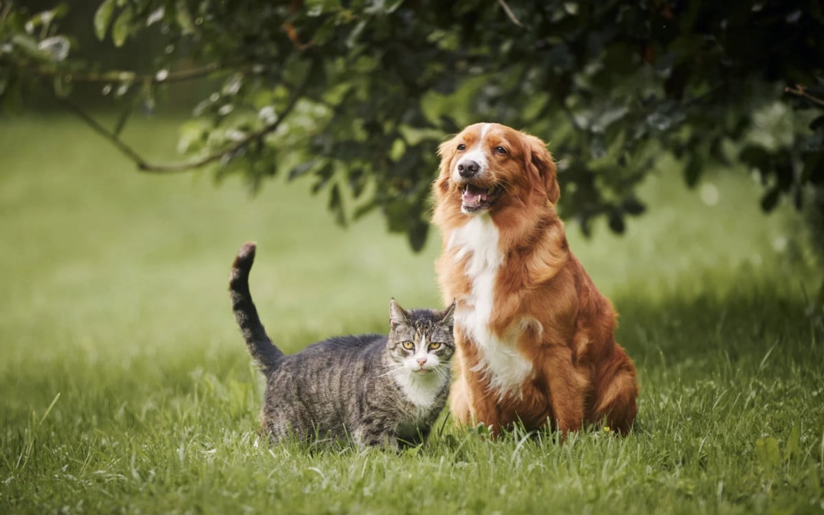 Feira de Adoção de Cães e Gatos vai acontecer durante o mês de abril em Araruama | Araruama