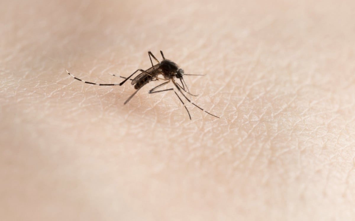 Próximo Dia D de combate à dengue vai acontecer no distrito de São Vicente | Araruama