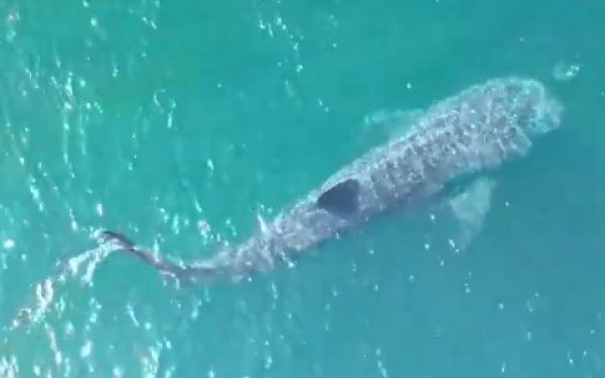 Tubarão-baleia, ameaçado de extinção, é visto passeando em Arraial do Cabo | Arraial do Cabo - Rio de Janeiro