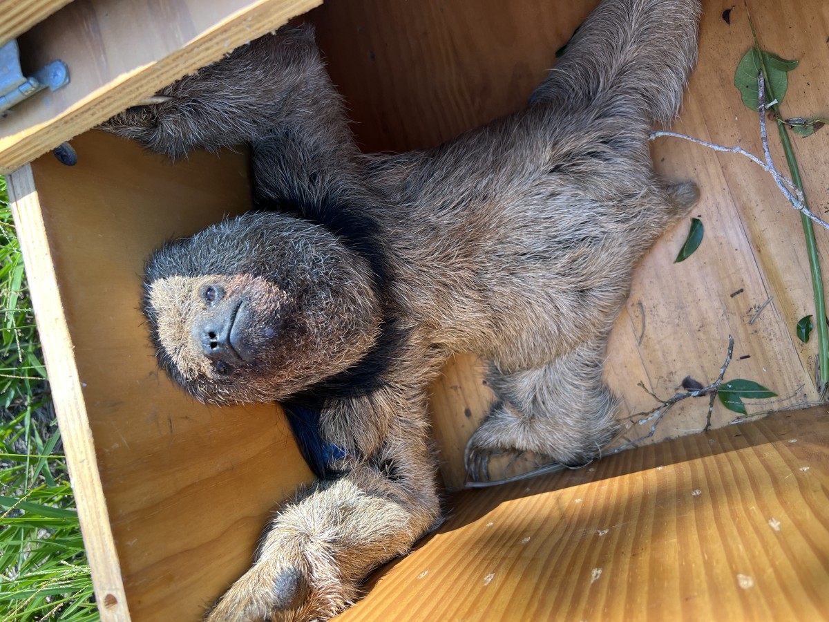 Preguiça-de-coleira é resgatada em Saquarema