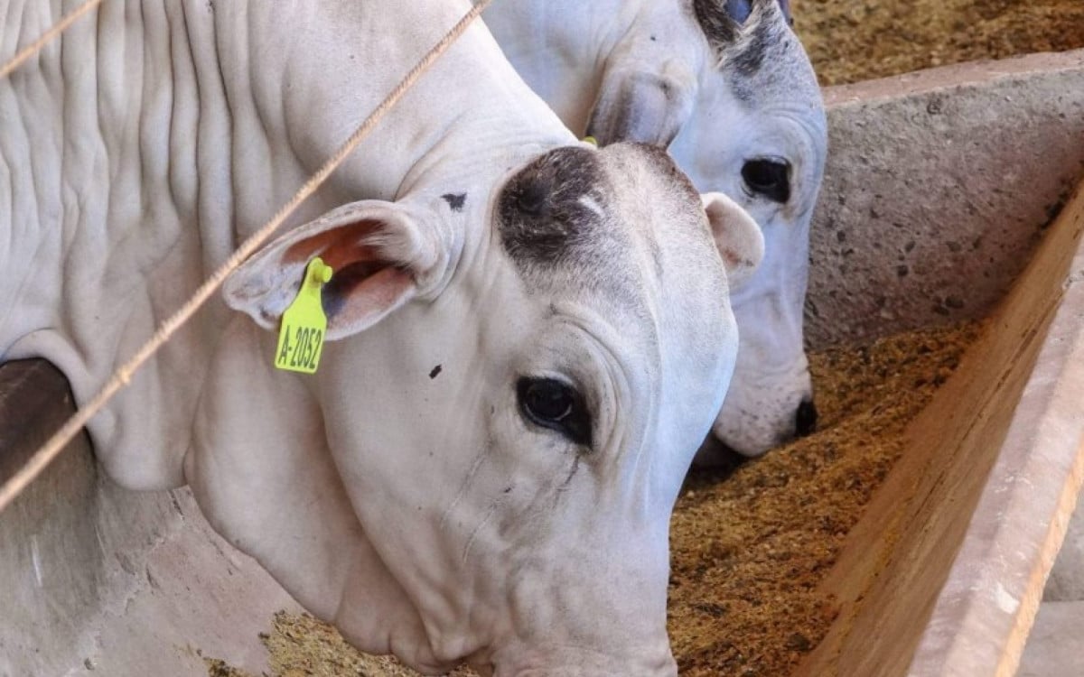 Prefeitura de Saquarema abre inscrições para curso gratuito de alimentação de inverno para bovinos | Saquarema