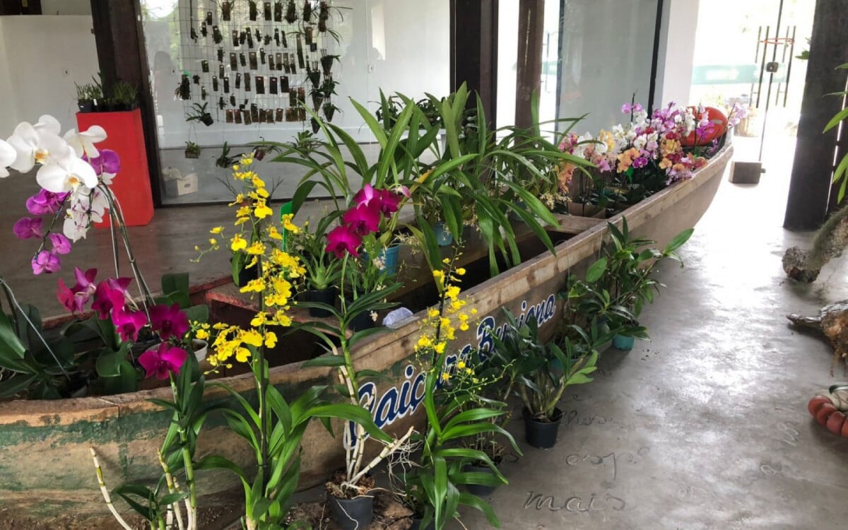 Prefeitura de Búzios promove "Exposição de Orquídeas" no Espaço Zanine | Búzios