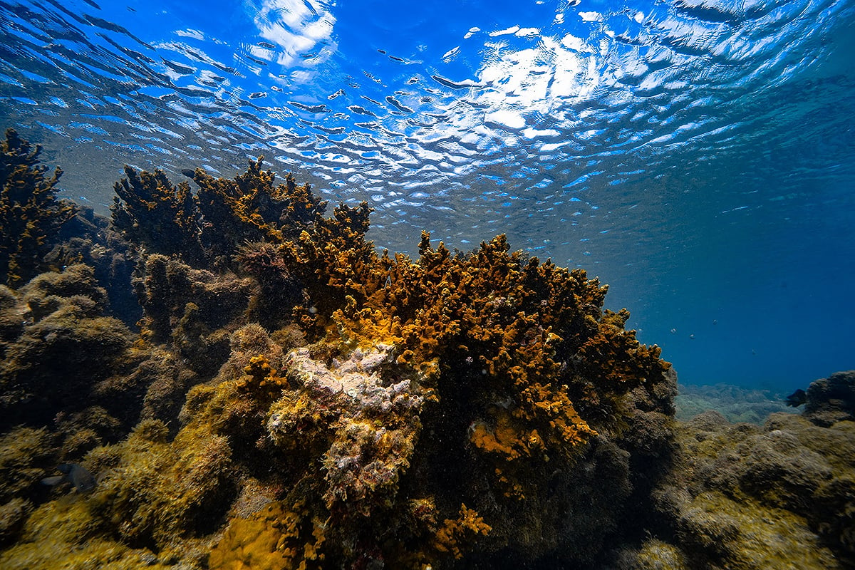 branqueamento de corais