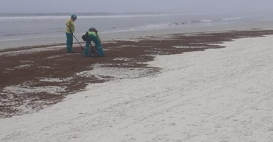 Algas estão sendo retiradas da Praia do Forte, em Cabo Frio