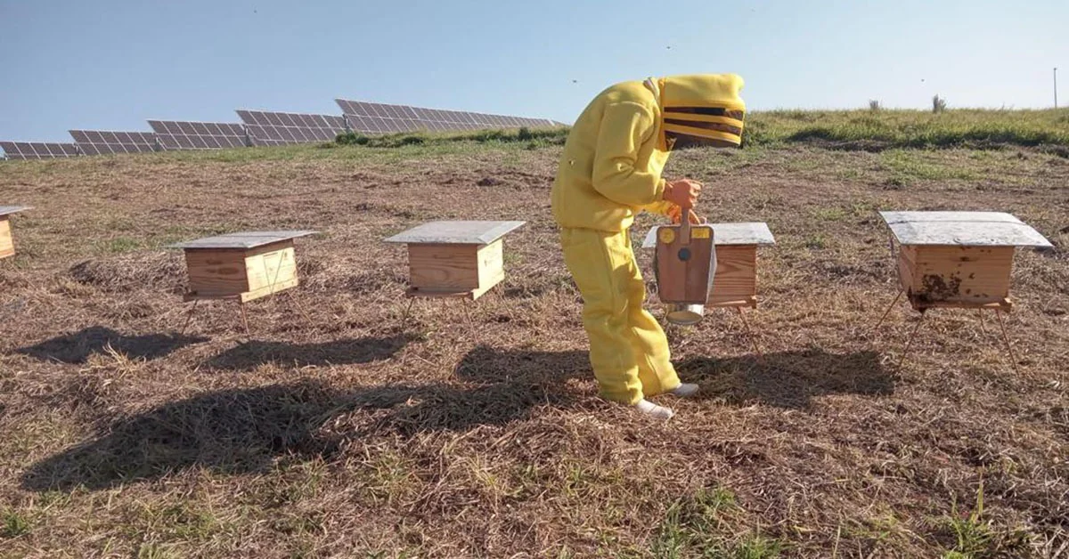 abelhas solar