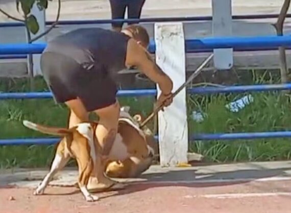 Vídeo flagra ataque de pitbull a outro cão na Zona Norte do Rio | Enfoco