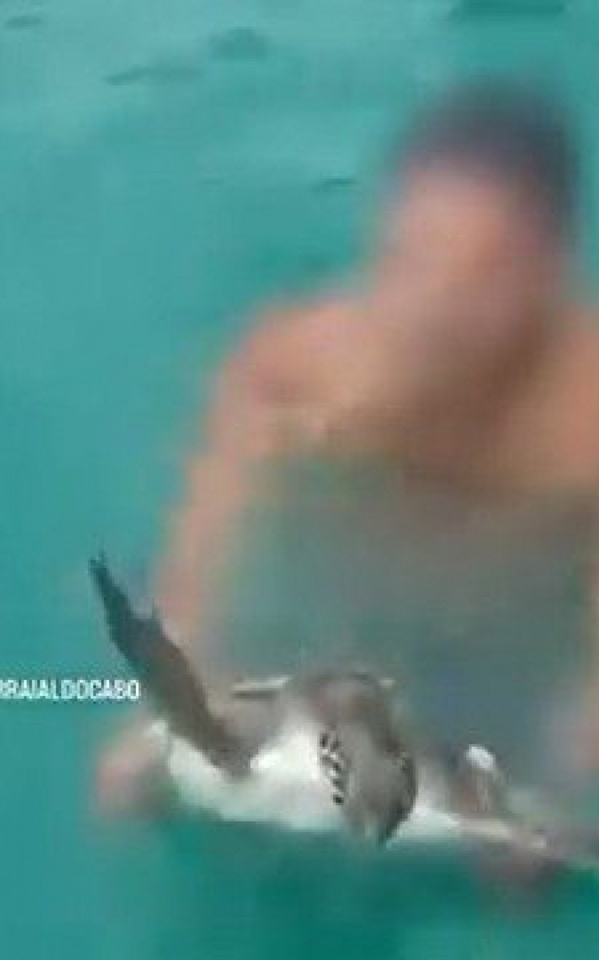 Homens importunam tartaruga marinha em Arraial do Cabo; veja vídeo | Arraial do Cabo - Rio de Janeiro