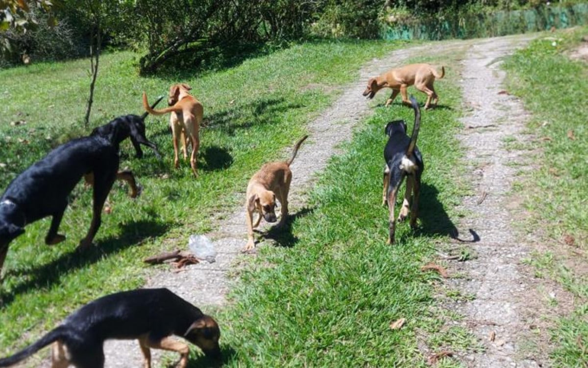 Secretaria dos Direitos dos Animais inicia projeto itinerante nos bairros de Saquarema neste sábado | Saquarema