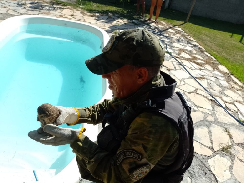 Foto da coruja-buraqueira resgatada pela Guarda Municipal de Maricá