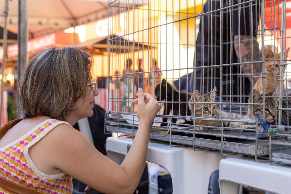 Animais de rua ganham novos lares após campanha em Maricá | Enfoco