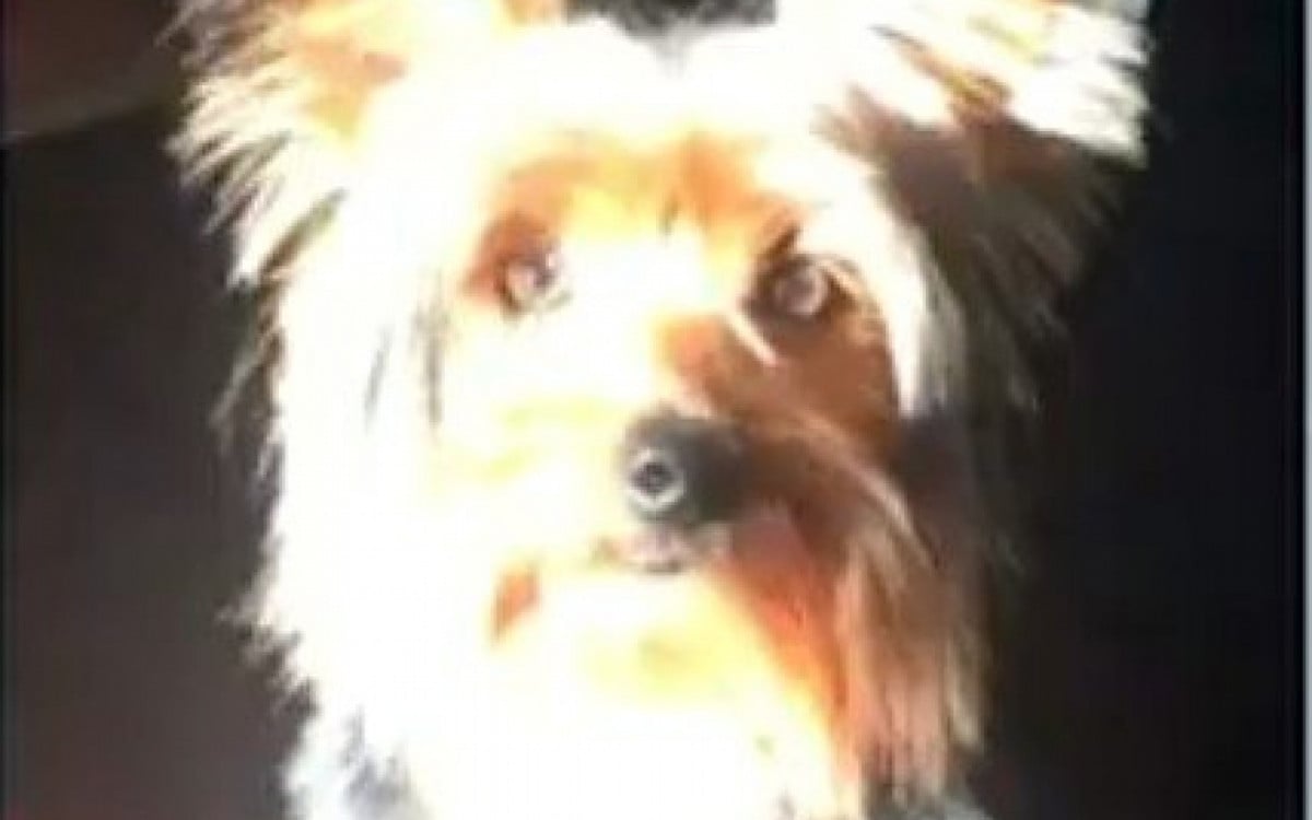 Pitbull ataca e mata cão da raça yorkshire em São Pedro da Aldeia | São Pedro da Aldeia