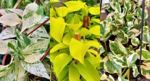 A imagem mostra três tipos de jiboias: a jiboia branca (folhas mesclam verde e branco), a jiboia amarela (folhas amarelas) e a jiboia njoy (folhas menores e mais firmes, em verde e branco). Imagens: Plantei Garden Center.
