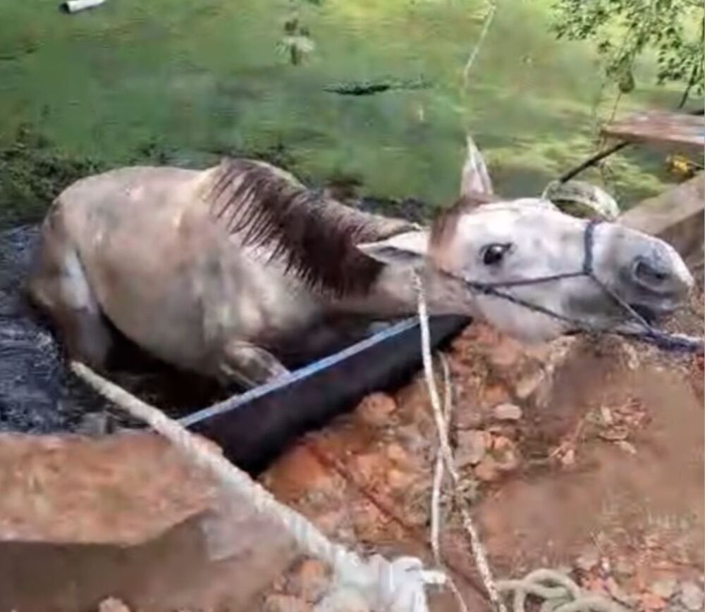Cavalo é resgatado dentro de cisterna na Região dos Lagos | Enfoco