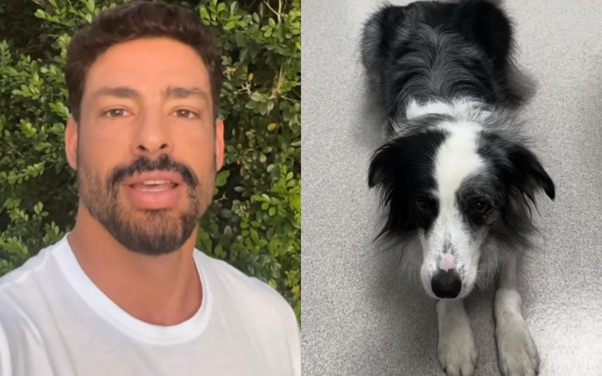 Cauã Reymond anuncia que cachorra envenenada receberá alta e agradece: 'Obrigado pela energia positiva' | Celebridades