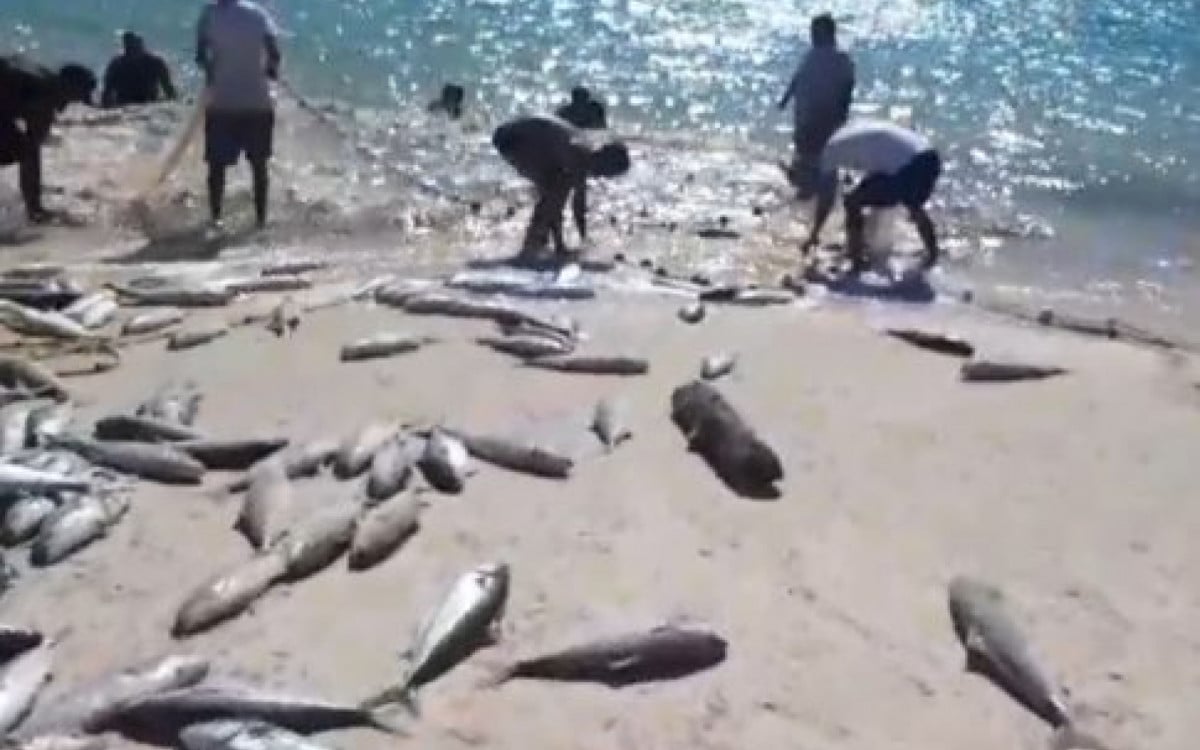 Pescadores de Arraial do Cabo capturam grande cerco de olhetes | Arraial do Cabo - Rio de Janeiro