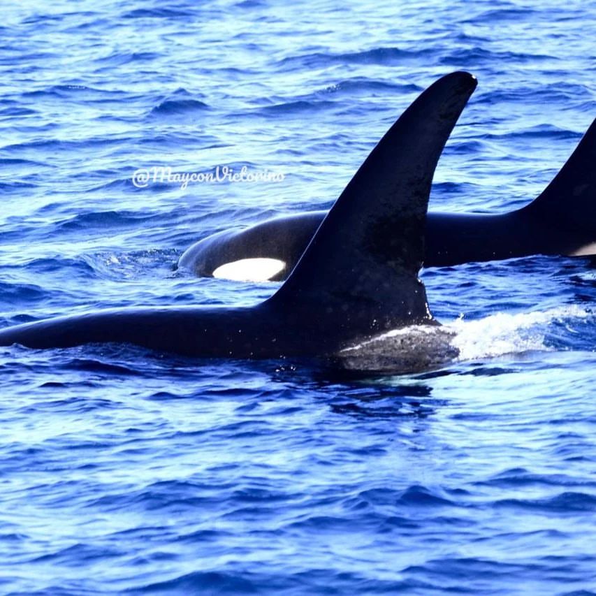 Grupo de orcas