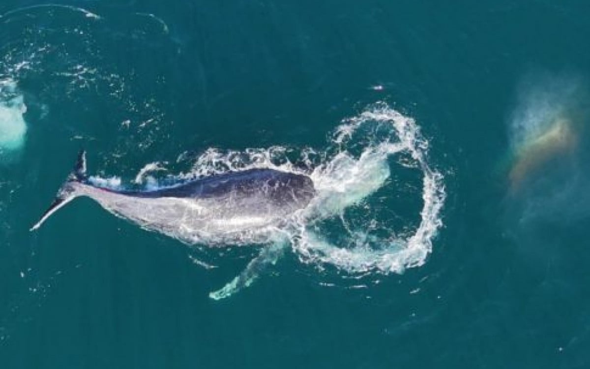 Drones de pesquisa internacional monitoram baleias em Arraial do Cabo | Arraial do Cabo - Rio de Janeiro
