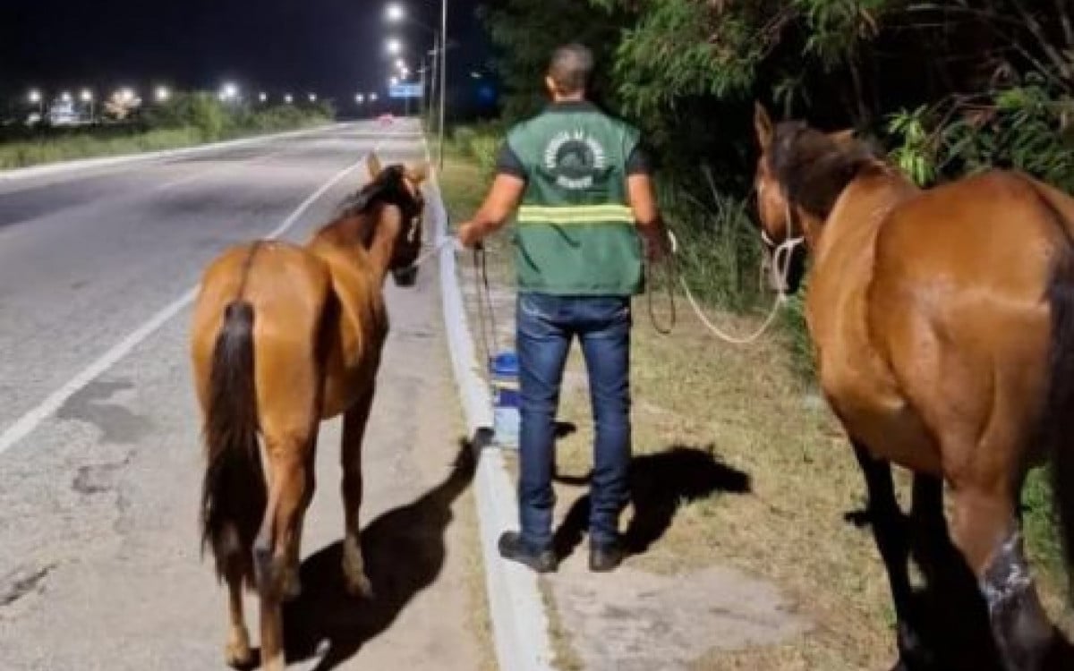 Cavalos soltos na RJ-140, em Arraial do Cabo, são apreendidos | Arraial do Cabo - Rio de Janeiro