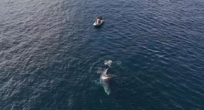 Baleia arrasta barco em praia da Região dos Lagos; veja vídeo | Enfoco