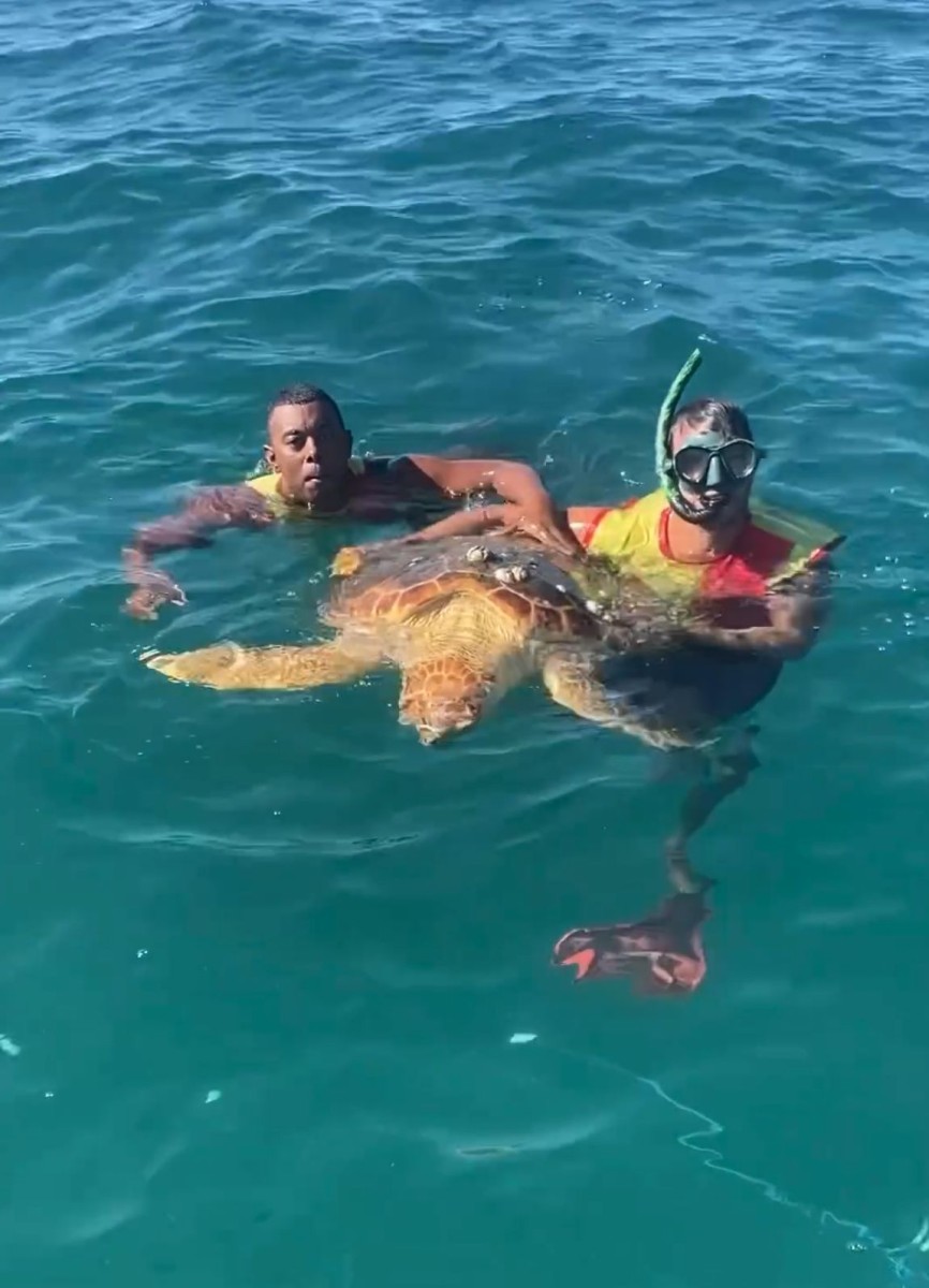 Tartarugas são resgatadas de rede de pesca em Saquarema; uma morreu