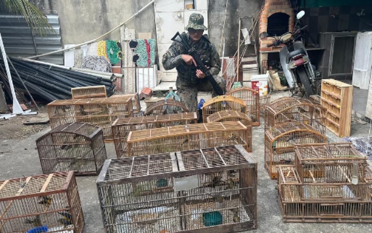 Polícia Ambiental resgata mais de cem aves silvestres em Saquarema | Saquarema