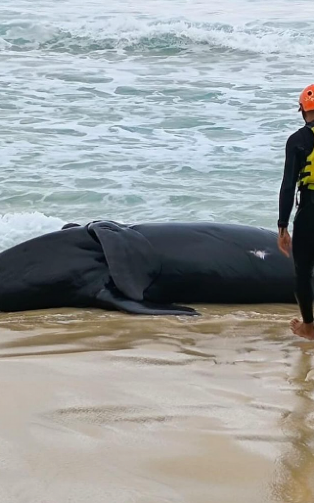 Filhote de baleia morre encalhada em praia de Saquarema | Saquarema