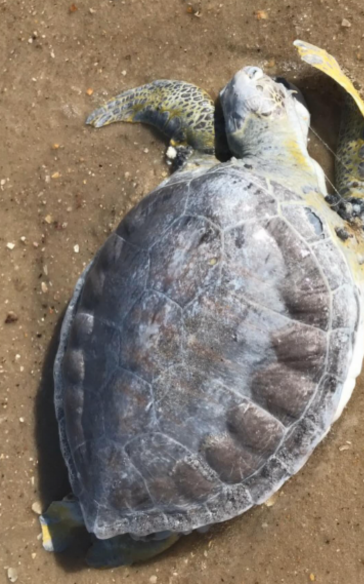 Tartaruga e pinguins são encontrados mortos nas orlas das praias de Saquarema | Saquarema
