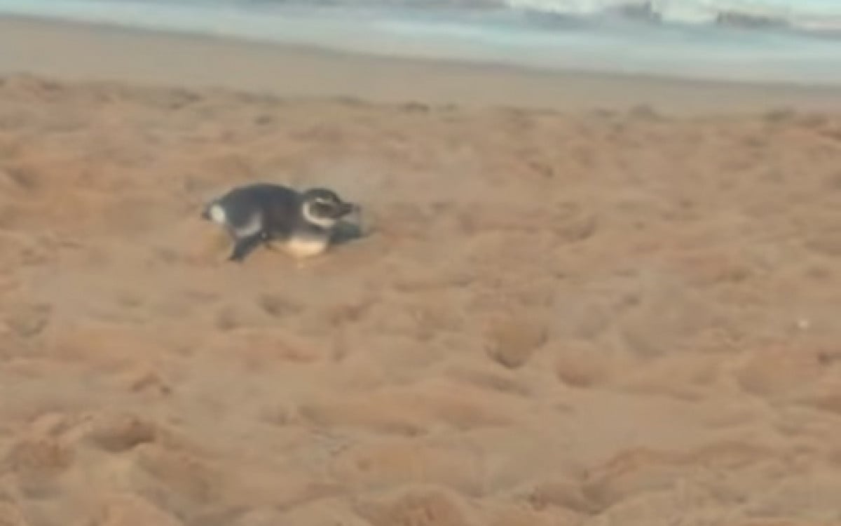Pinguim debilitado é encontrado na praia de Costazul em Rio das Ostras | Rio das Ostras